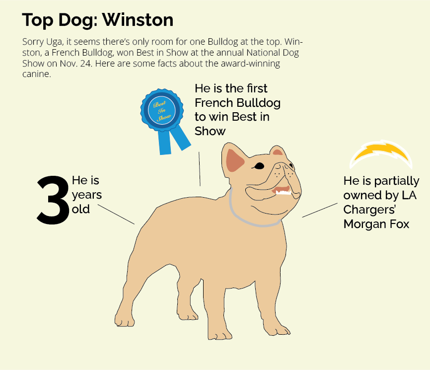 a news graphic on the national dog show winner, winston, made by me for an advanced digital design course project